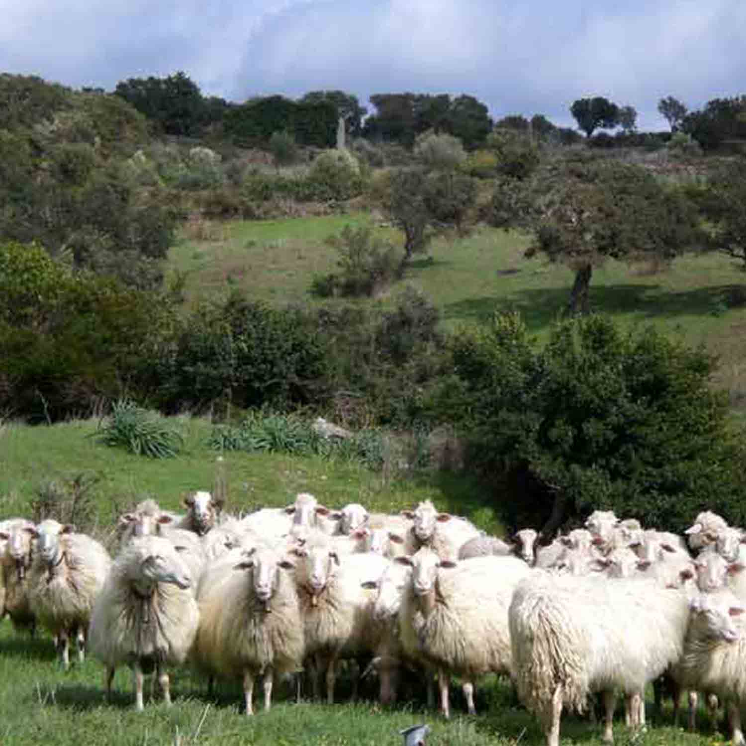 Local Natural Wools - Artisan fashion design in progress with natural fibres and handwoven textiles